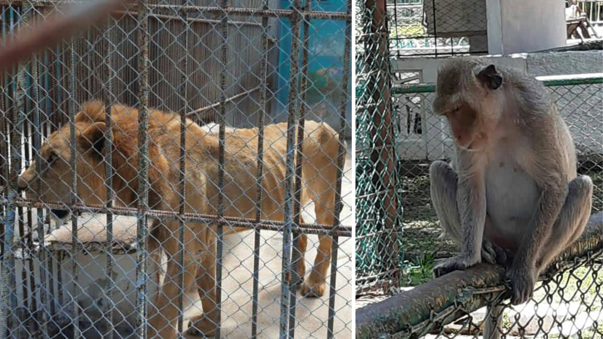 Animales en Zoo cubano están desnutridos