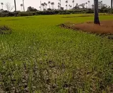 Sembrado de arroz en Pinar del Río
