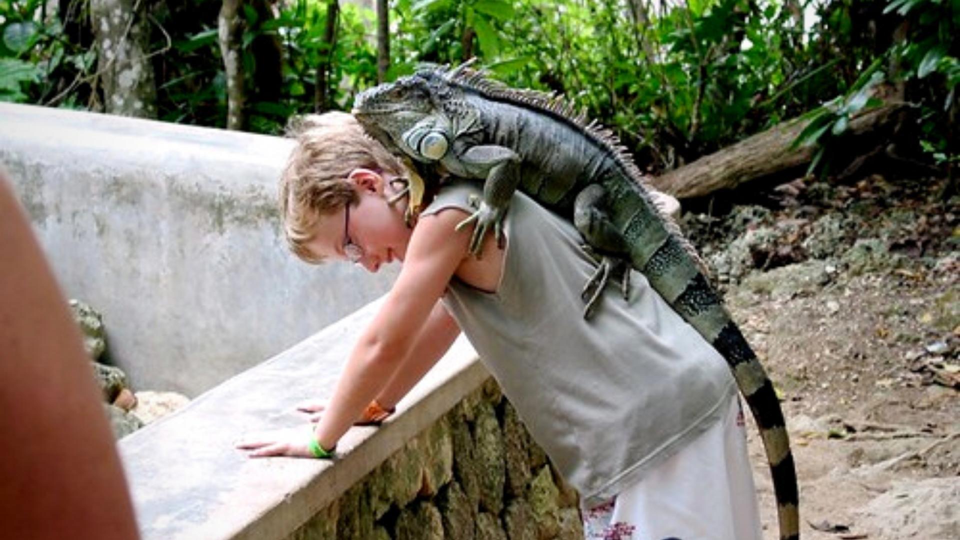 Imagen de referencia de niño con iguana en la espalda. Foto: Georgia Popplewell