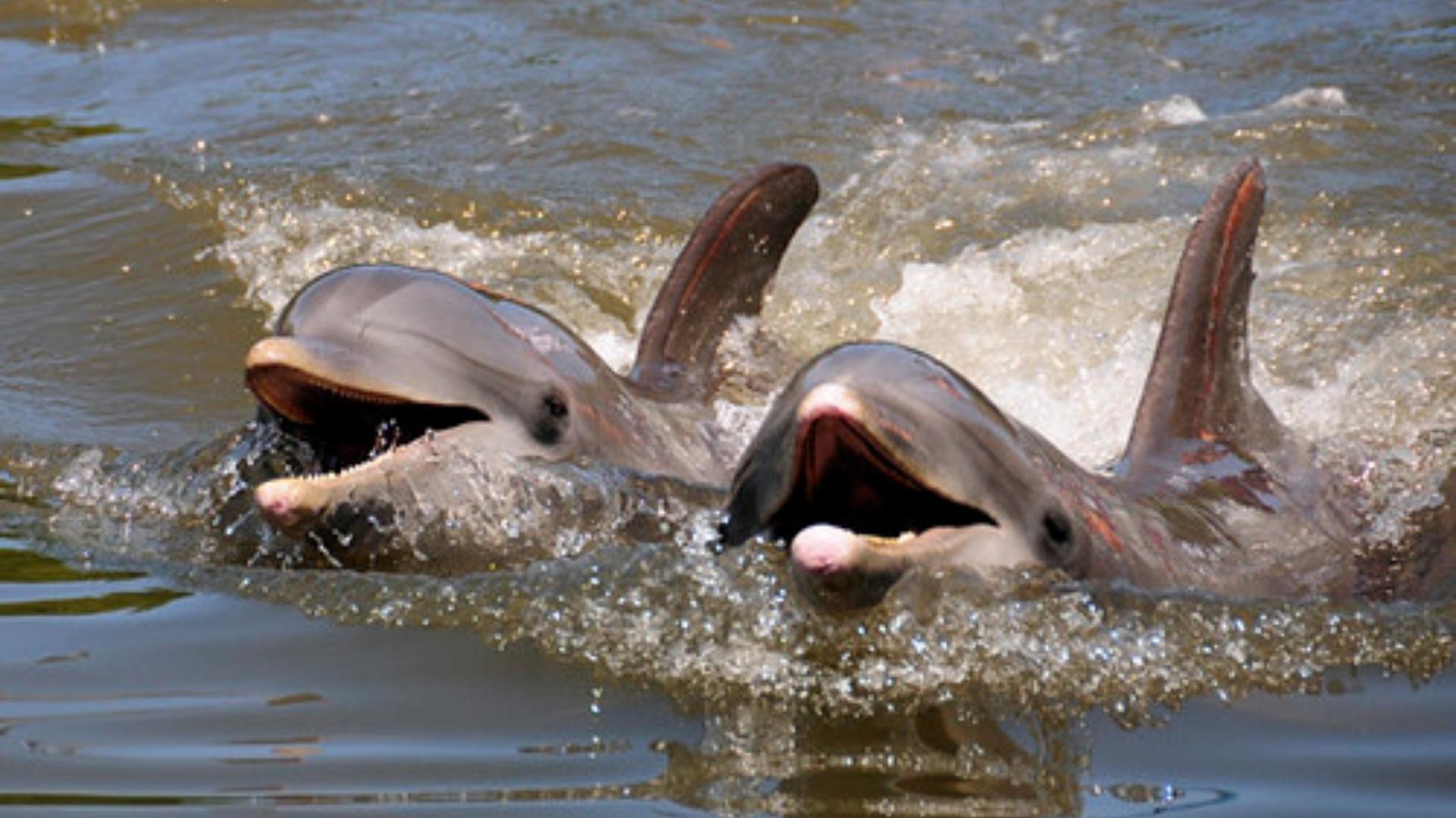 Delfines en Cuba. Foto: Cubadebate