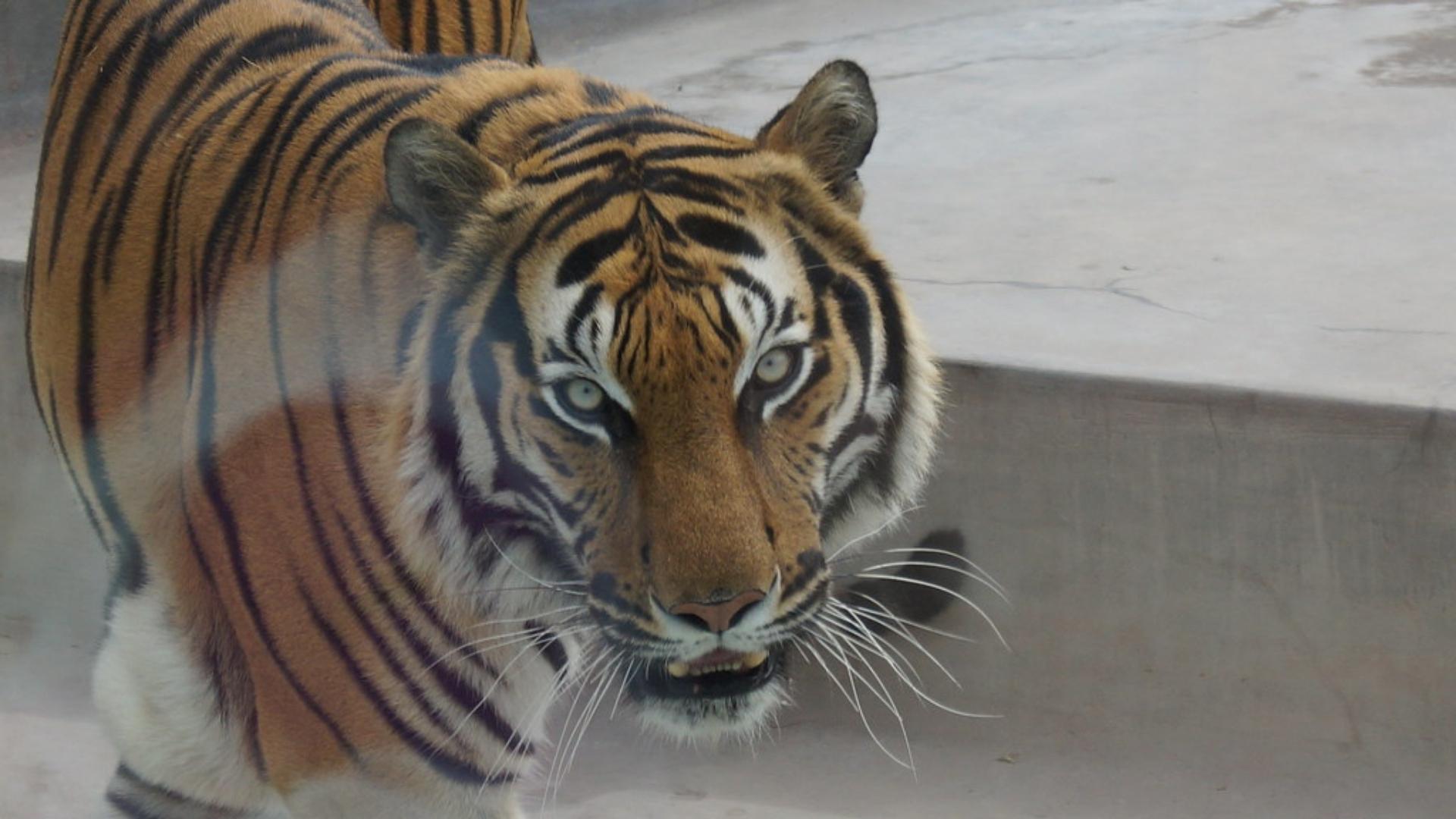 Tigre en jaula. Foto: Art DiNo