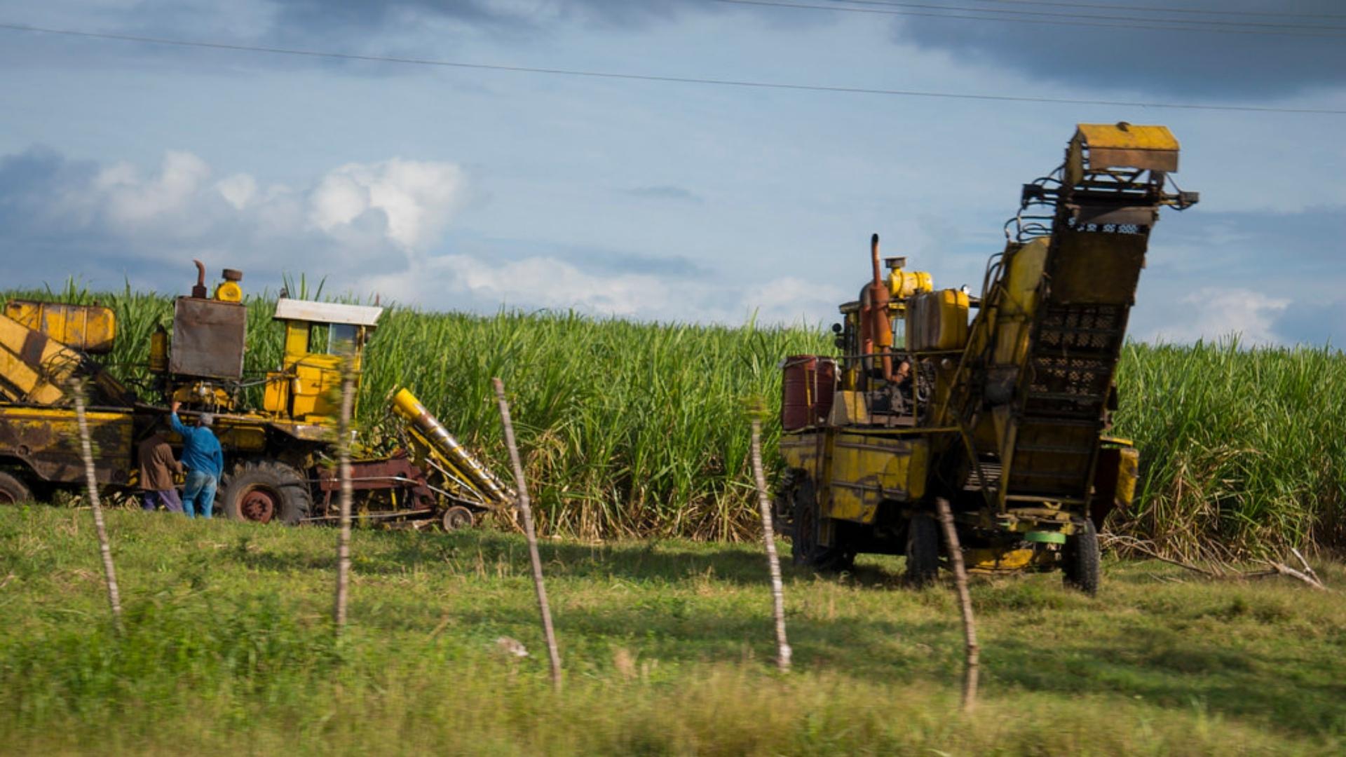 Cosecha de caña de azúcar en Cuba