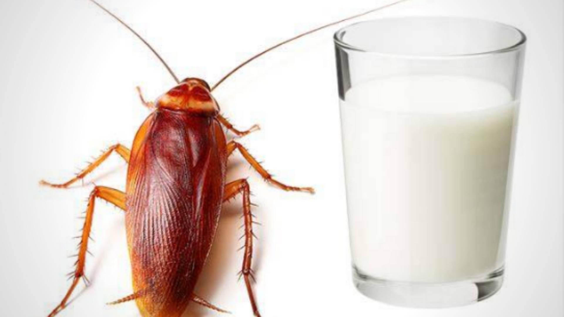 Cuba: leche de cucaracha en medio oficialista