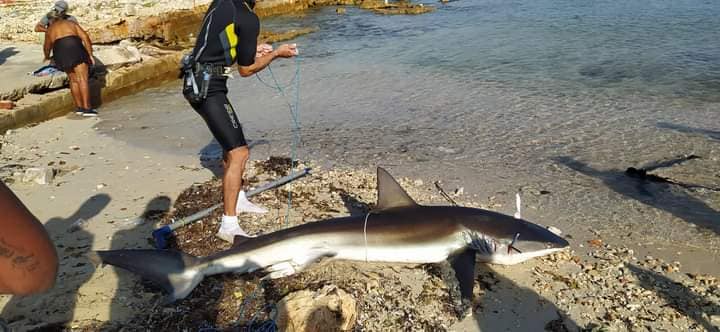 Otra imagen del tiburón difundida en redes sociales.