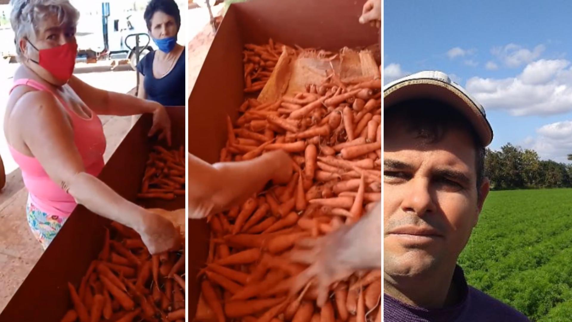 Campesino obligado por Acopio a bajar precio de zanahorias