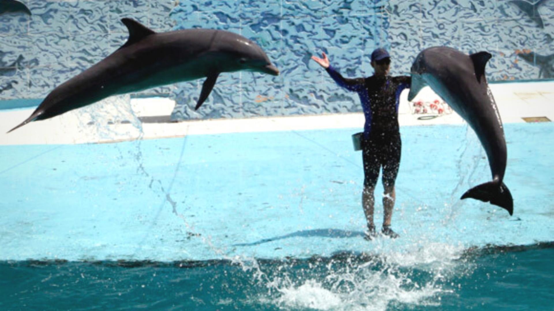 Espectáculo con delfines en cautiverio en Acuario Nacional de Cuba. Foto: Cubadebate