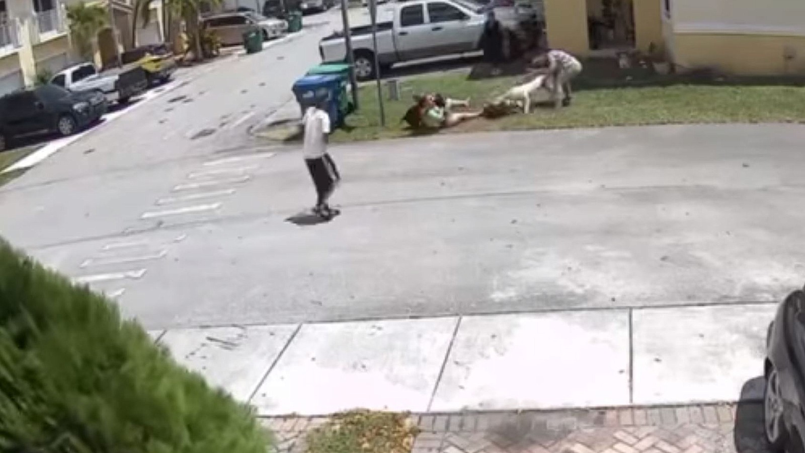 Una mujer cubana y su mascota sufren violento ataque de dos pitbulls
