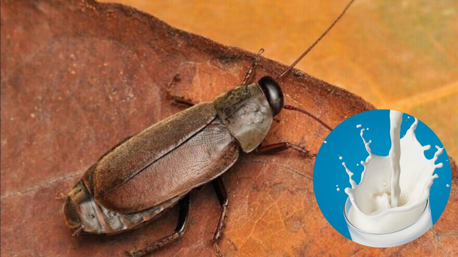 Leche de cucaracha. Fotomontaje: ADN Cuba