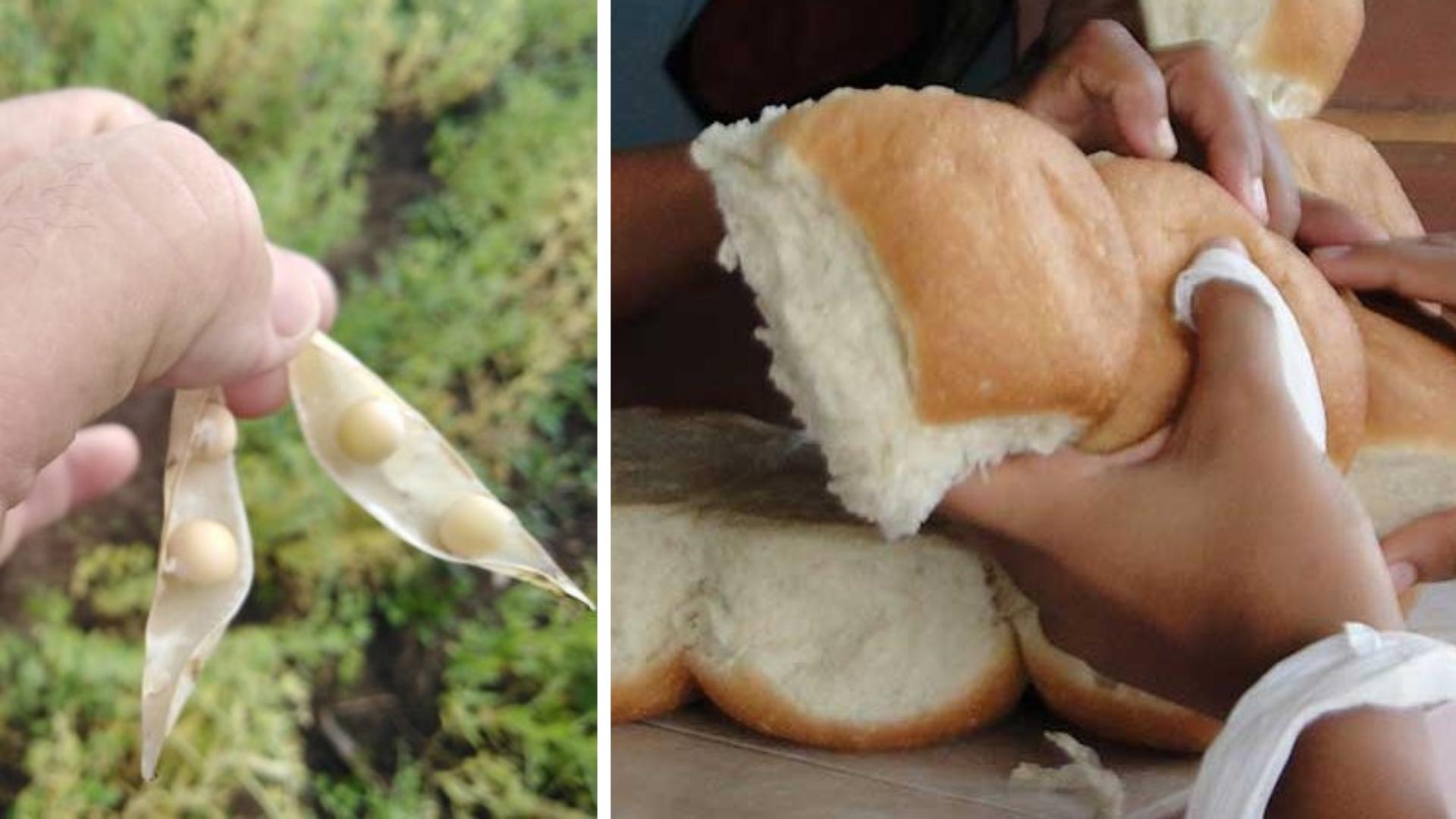 Régimen estudia producir harina de garbanzo: “puede usarse en panadería”