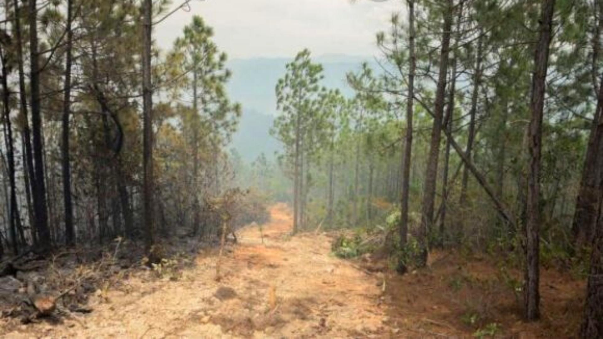 Incendio forestal controlado. Foto: Periódico Guerrillero