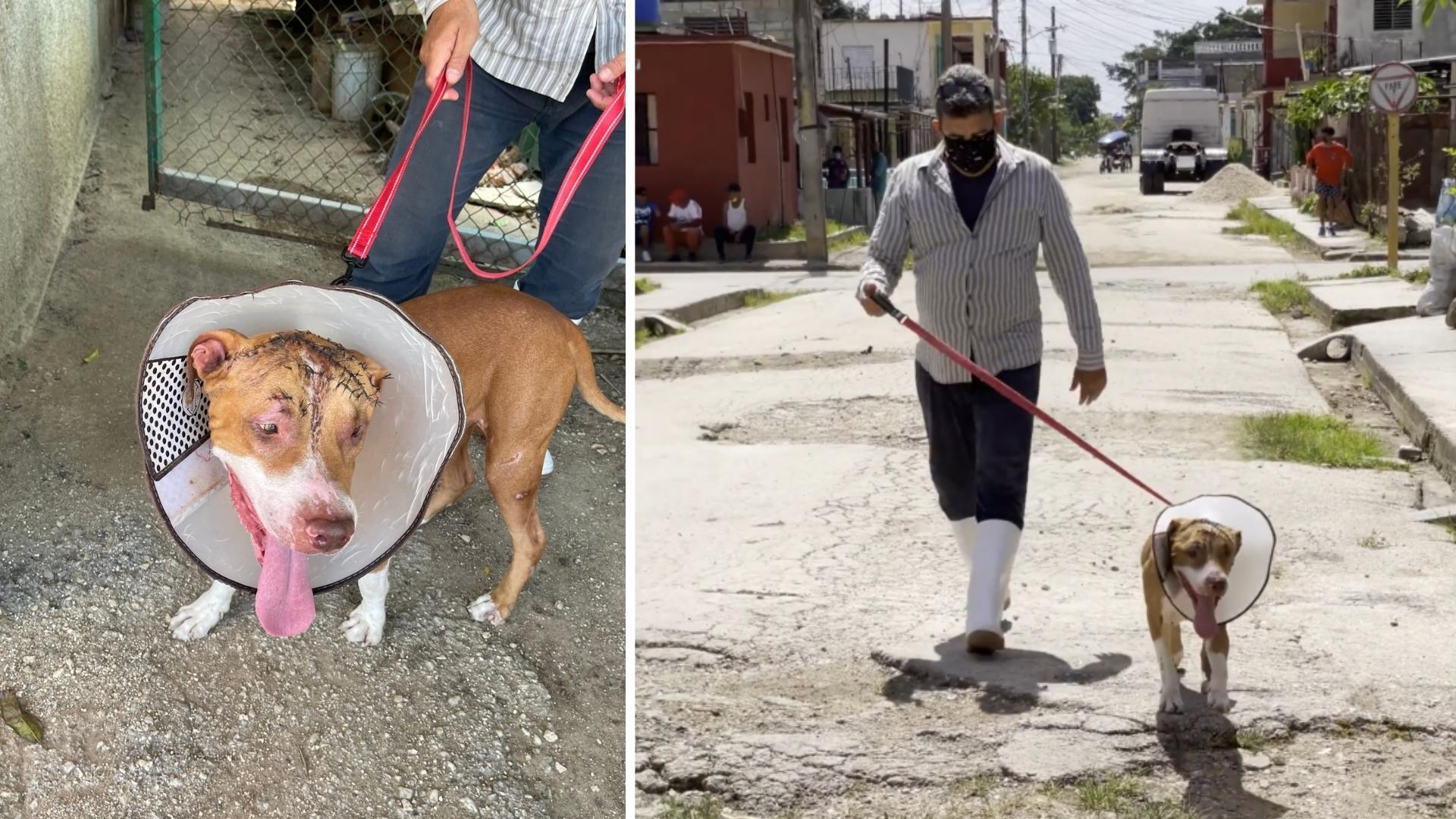 Ronni, un perro que fue atacado en Cuba y recibió 14 machetazos. Fotomontaje: ADN Cuba