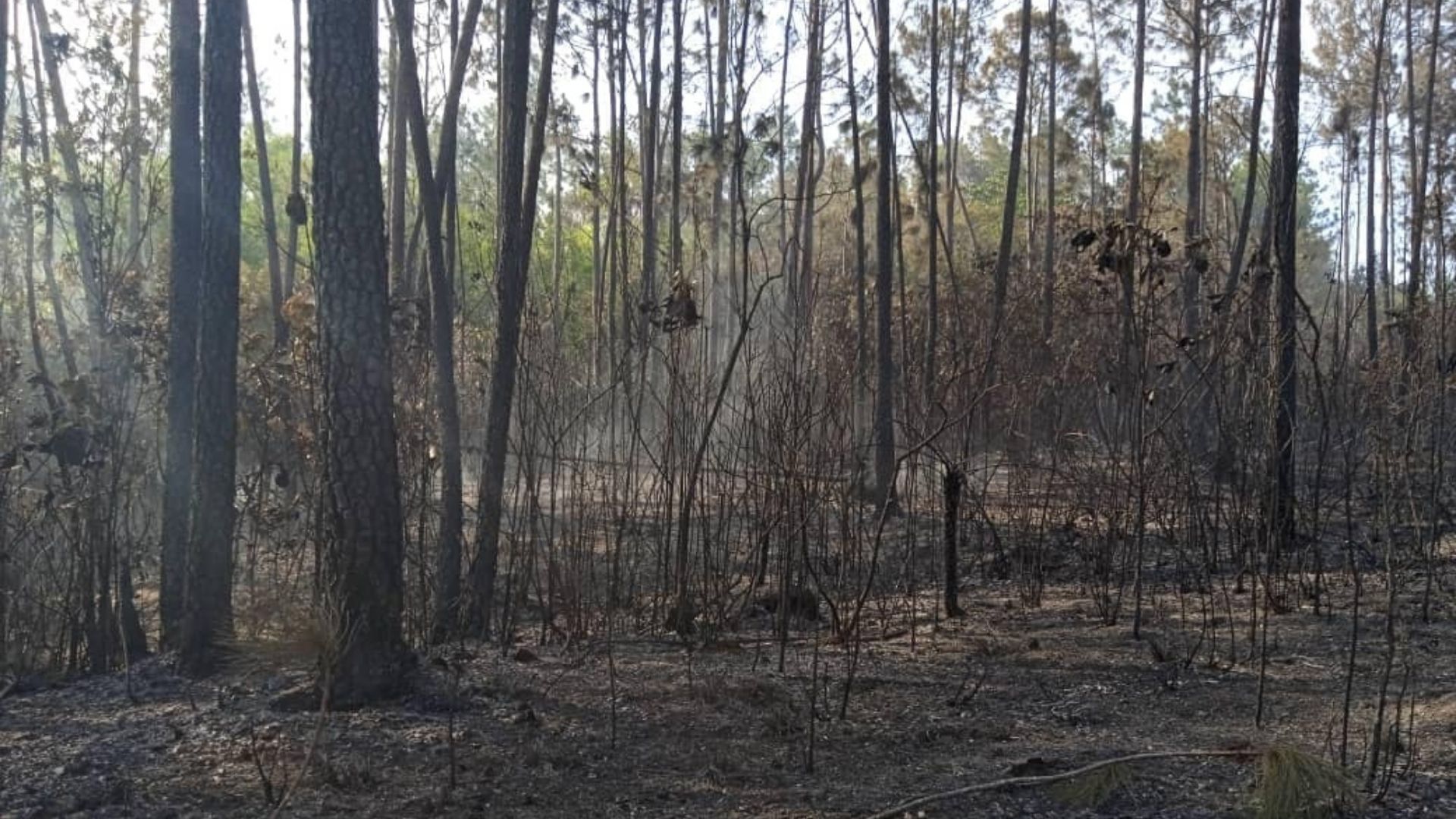 Las autoridades indicaron que, de los tres incendios que han ocurrido en el municipio Minas de Matahambre, este es el de mayor impacto