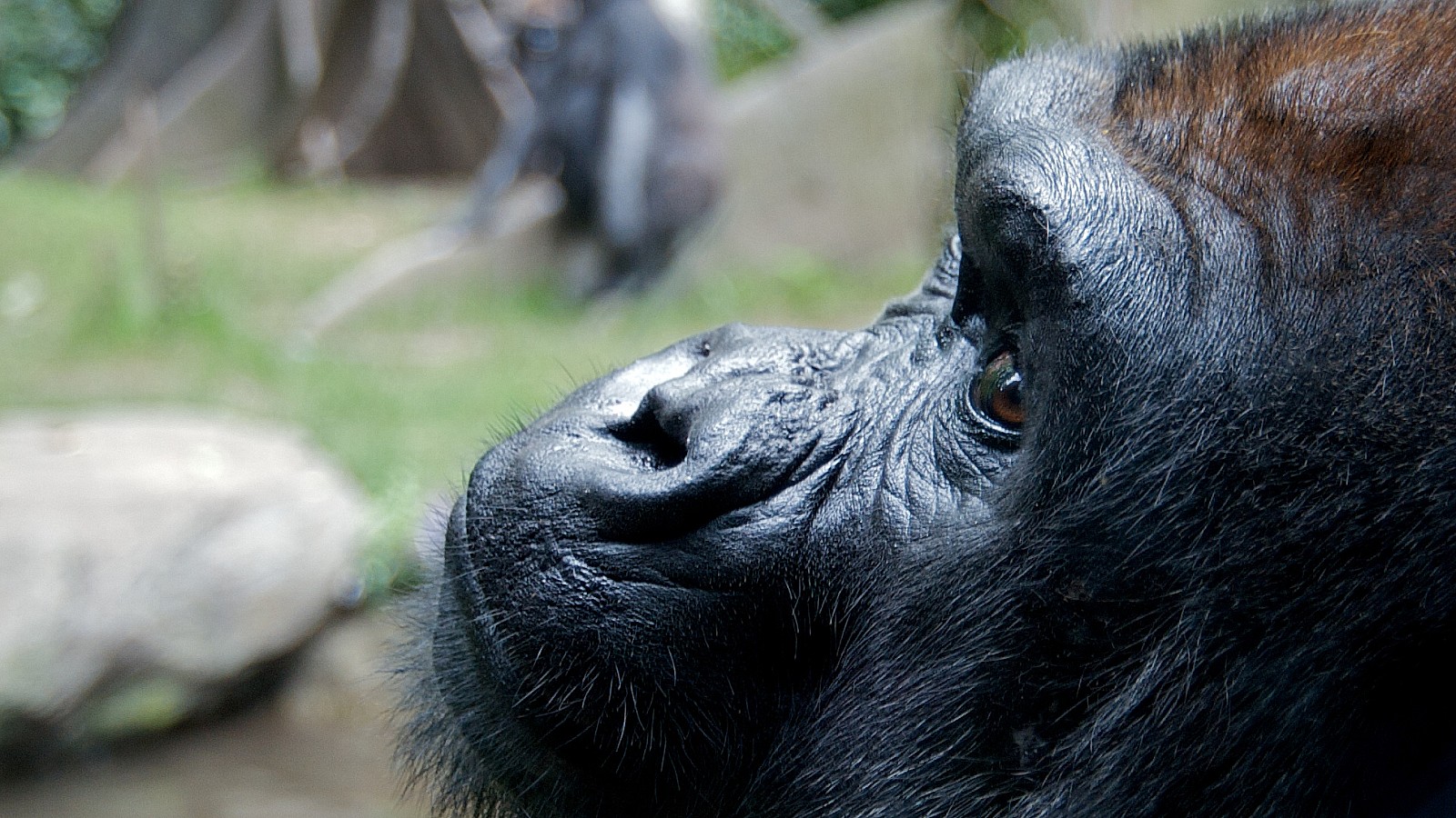 The western lowland gorilla's handlers said phones were too distracting | Fred Hsu/Wikimedia Commons