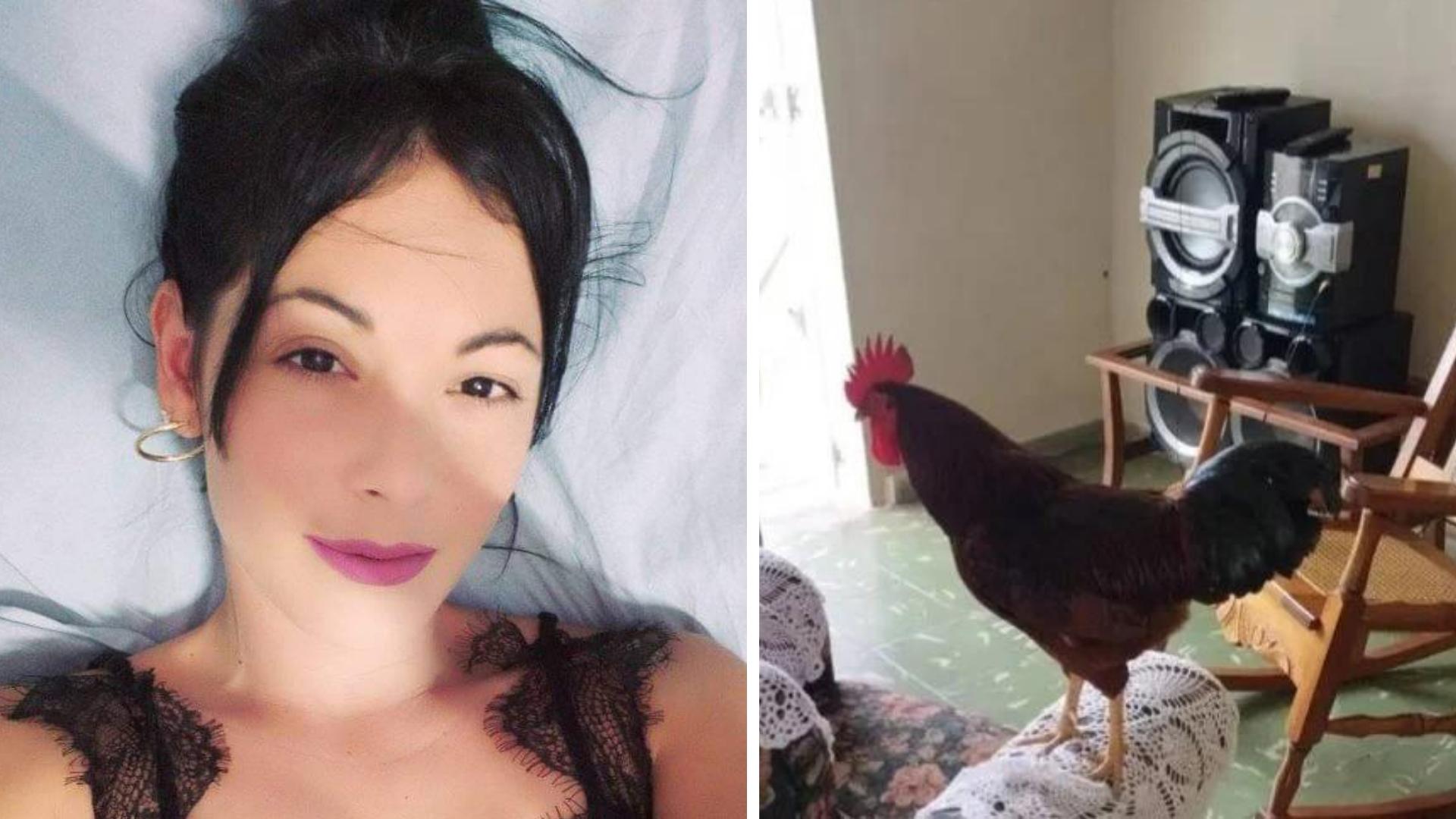 Cubana busca su gallo mascota y ofrece dinero