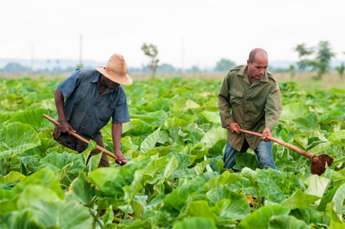 Agricultores cubanos