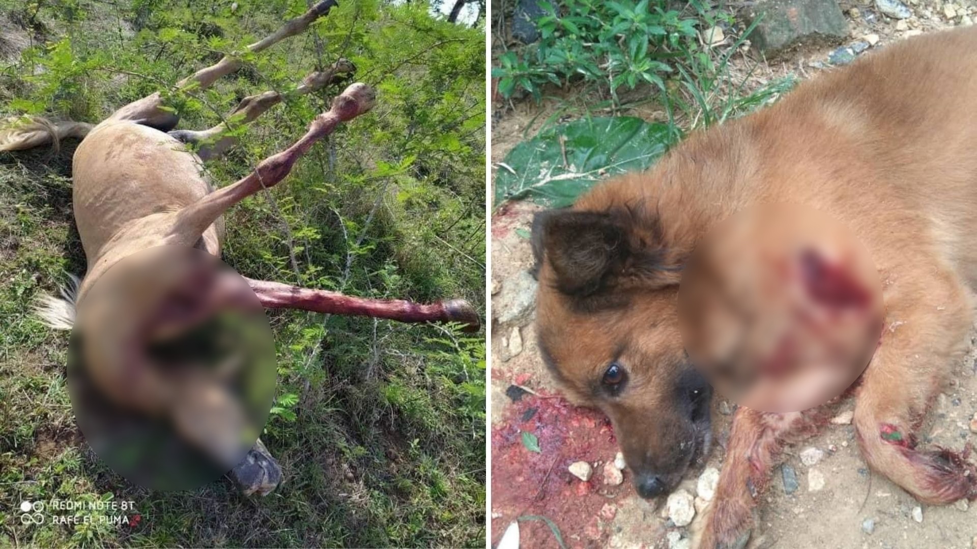 Un usuario en Twitter difundió la imagen del perro con una herida en su pecho e hizo un llamado a los protectores de animales de la zona para que lo rescataran