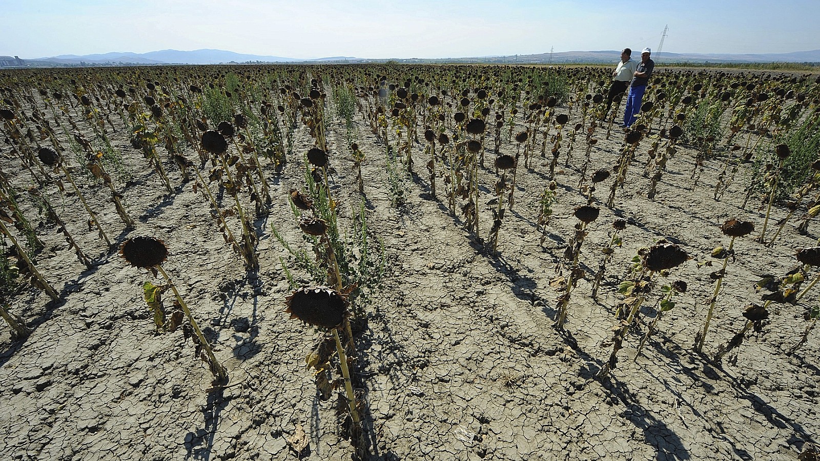 Actualmente, 187 municipios en México registran algún tipo de sequía | EFE / Archivo