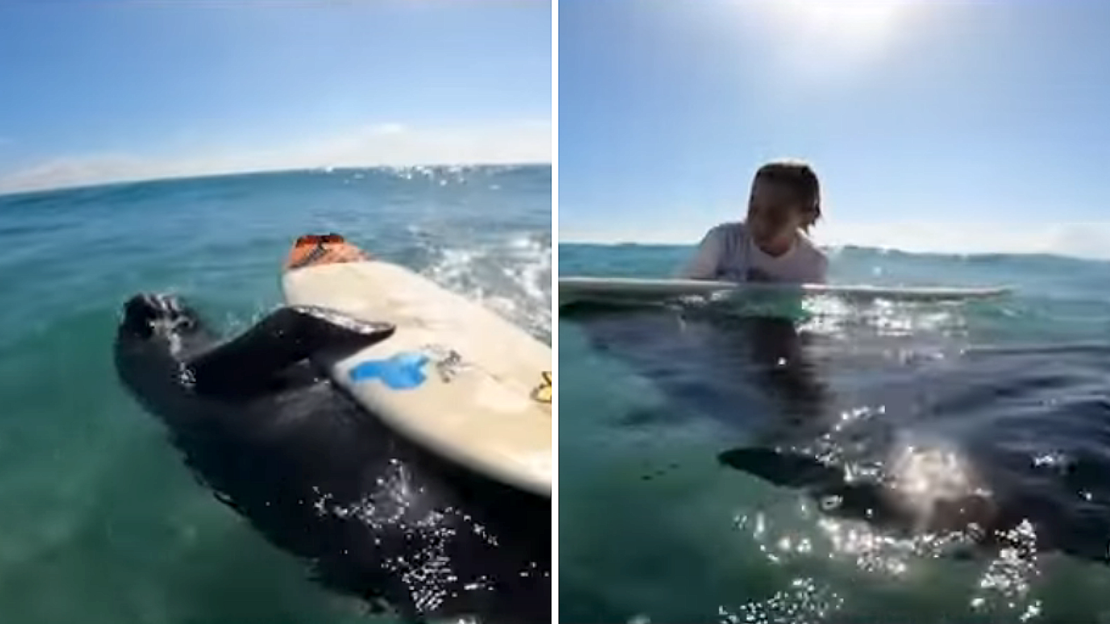  Familia de Florida sorprendida por manatíes surfeando