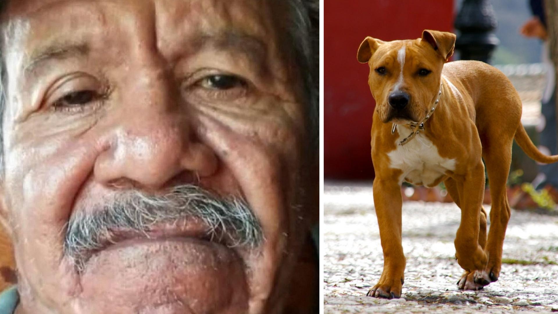 Muere anciano atacado por 7 perros pitbull