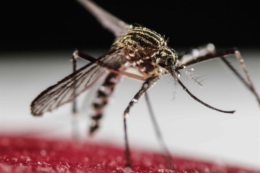 Alerta en Cuba por focos de mosquito y dengue