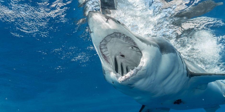 Tiburón mata a dos mujeres en el Mar Rojo