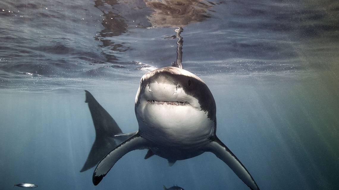 Tiburón de casi 2 metros ataca a joven surfista en Florida