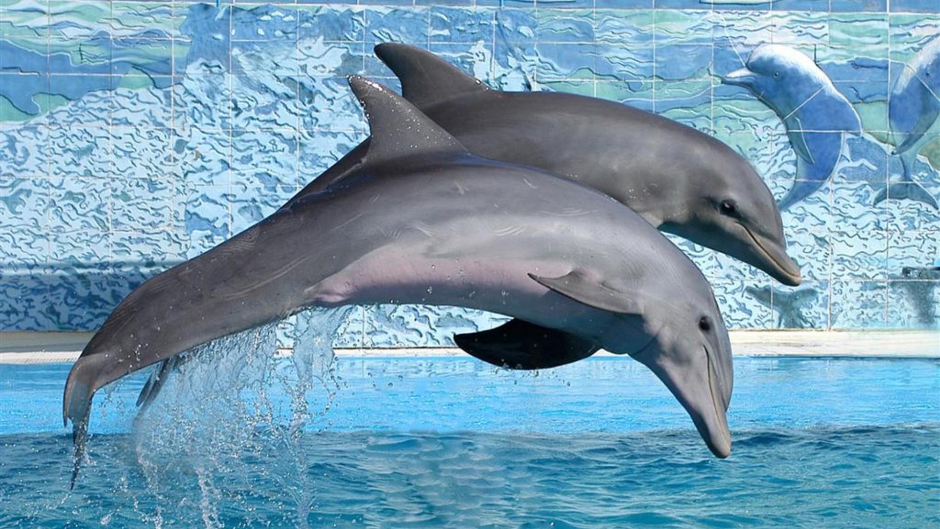 Delfines en acuario cubano. Imagen de referencia: Acuario Nacional de Cuba