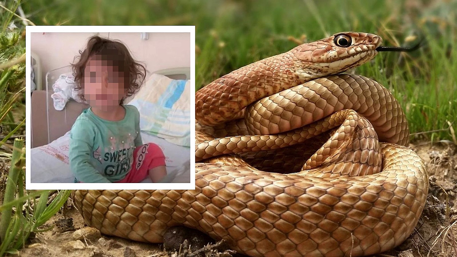 Niña de dos años mata a mordiscos a serpiente que la atacó primero