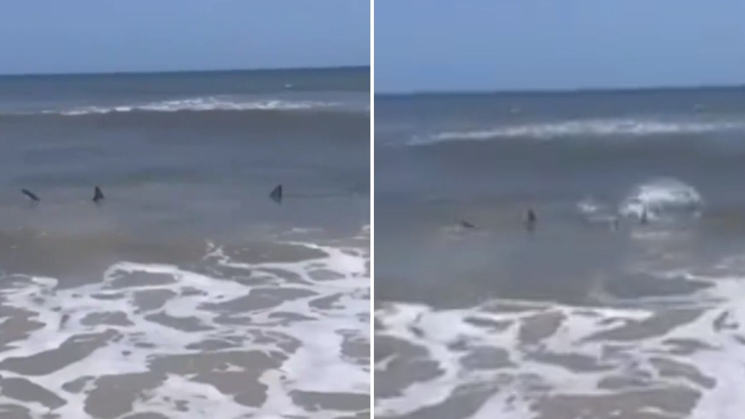 Florida: Captan en video a tiburones cerca de niños en la orilla de la playa 