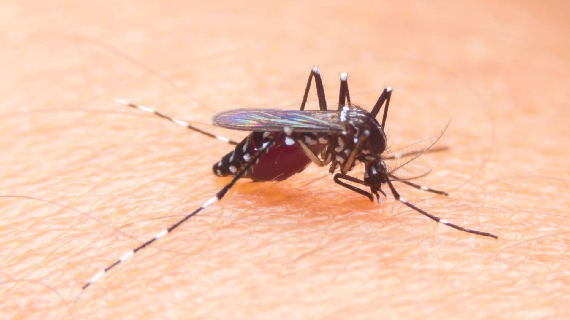 Mosquito que transmite el dengue. Foto: Shutterstock