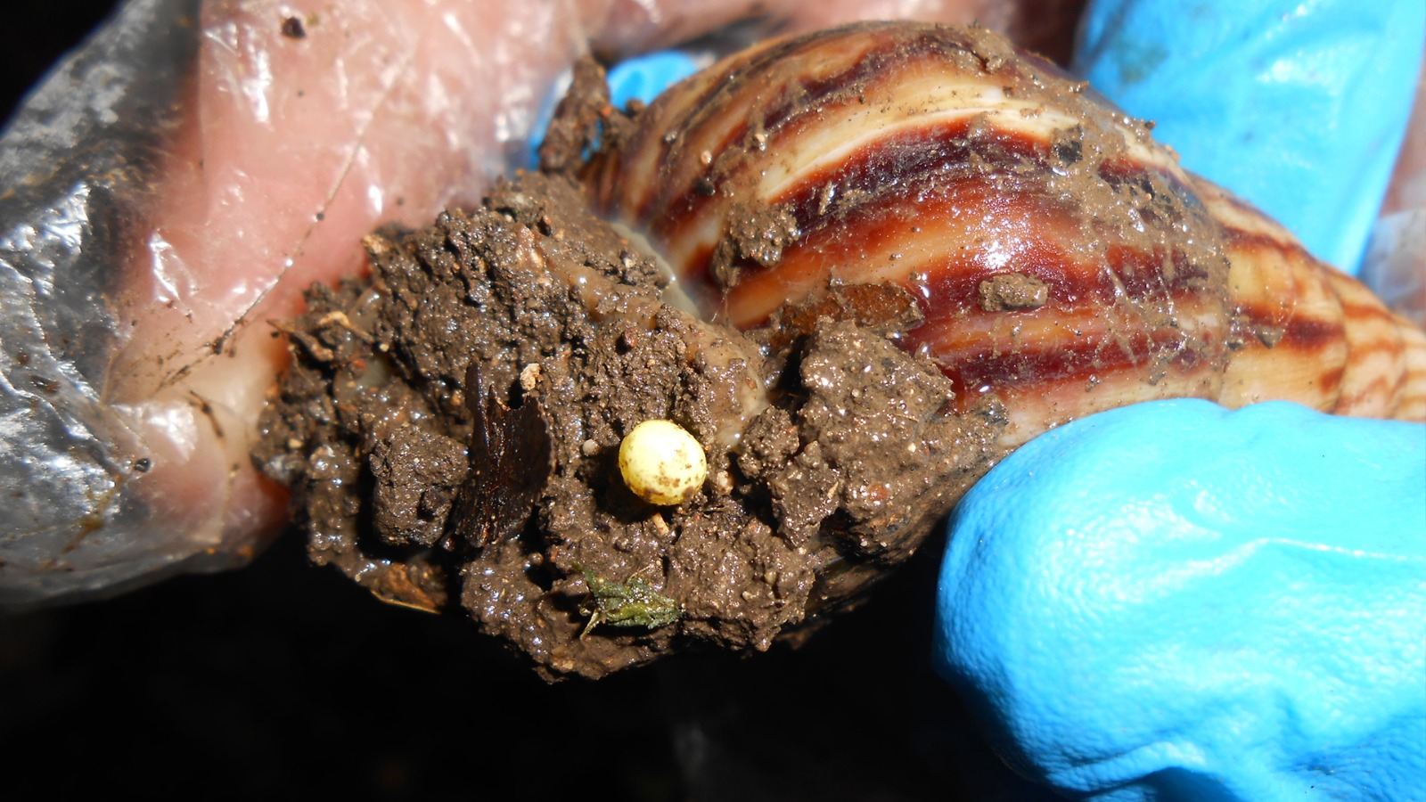Caracol africano