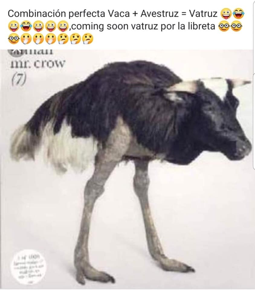 10 mejores memes sobre la “carne de avestruz” en Cuba