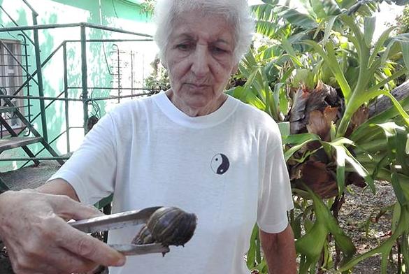 Una vecina del municipio Arroyo Naranjo con un ejemplar de Caracol Gigante Africano. /Foto: Alina M. Lotti. CubaSí