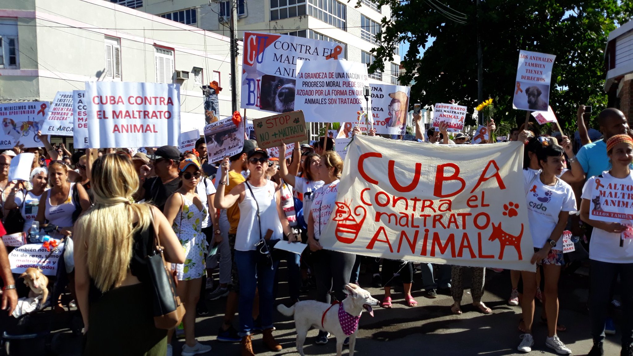 Cuba contra el maltrato animal./ Foto: Twitter de Lus Escobar. 14 y Medio