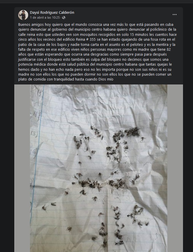 Mosquitos de fosa en calle Reina