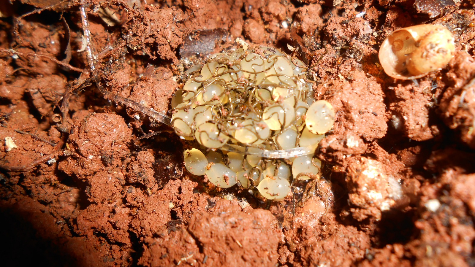 huevos de caracol africano