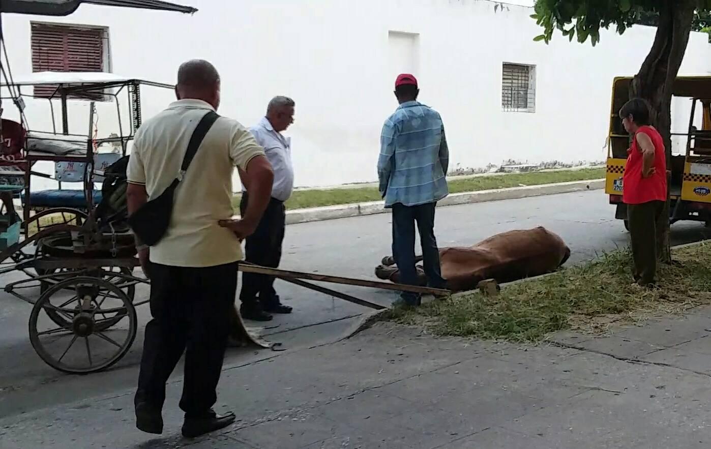Un caballo se desploma exhausto en la vía pública en Camagüey. /Foto: Inalkis Rodríguez Lora. La Hora de Cuba