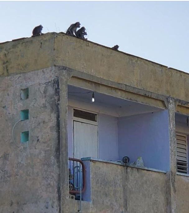 monos