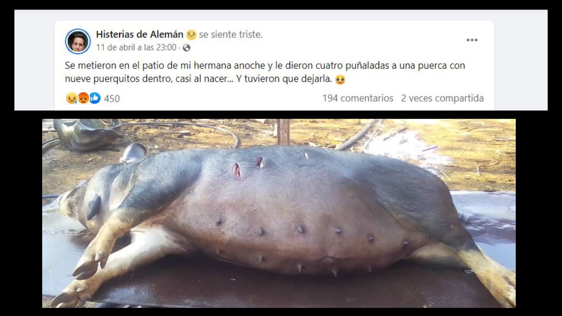 Post sacrificio cerda