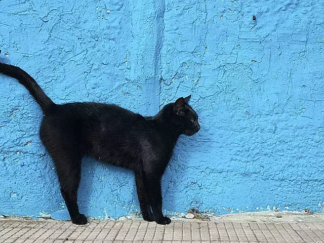 Cuba necesita sanarse de estas tres dolencias: el relativismo moral, el analfabetismo cívico y la superstición