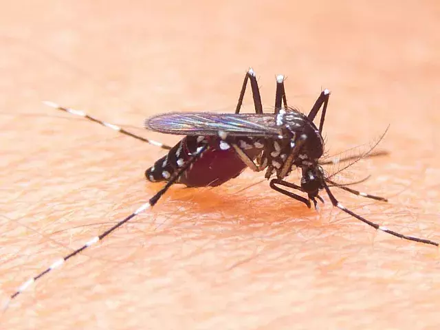 Mosquito que transmite el dengue. Foto: Shutterstock