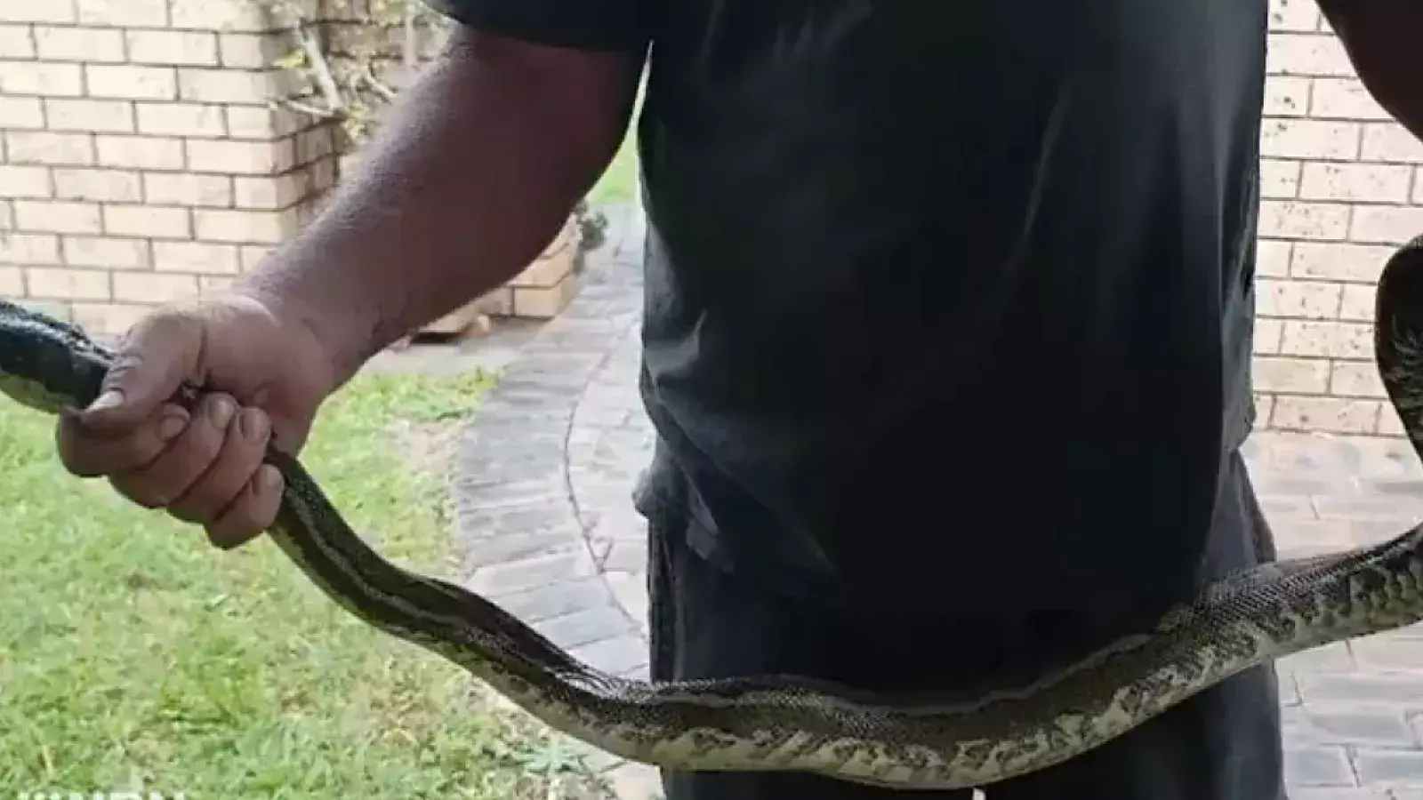 Niño mordido por una serpiente pitón y arrastrado al fondo de una piscina
