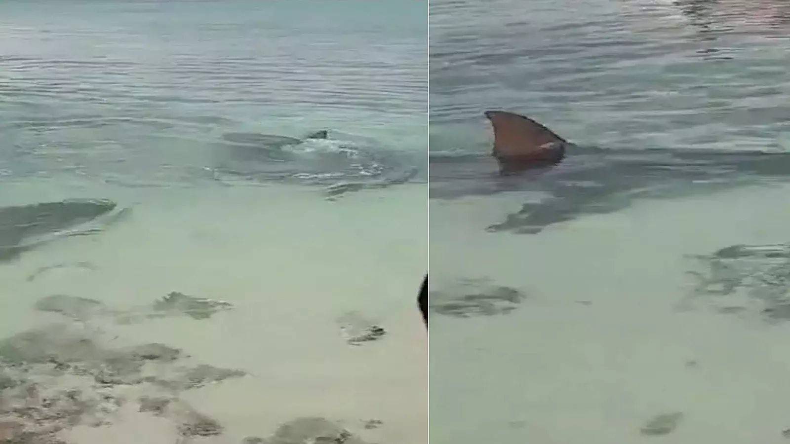 Espectacular encuentro de bañistas con grandes tiburones en playa cubana