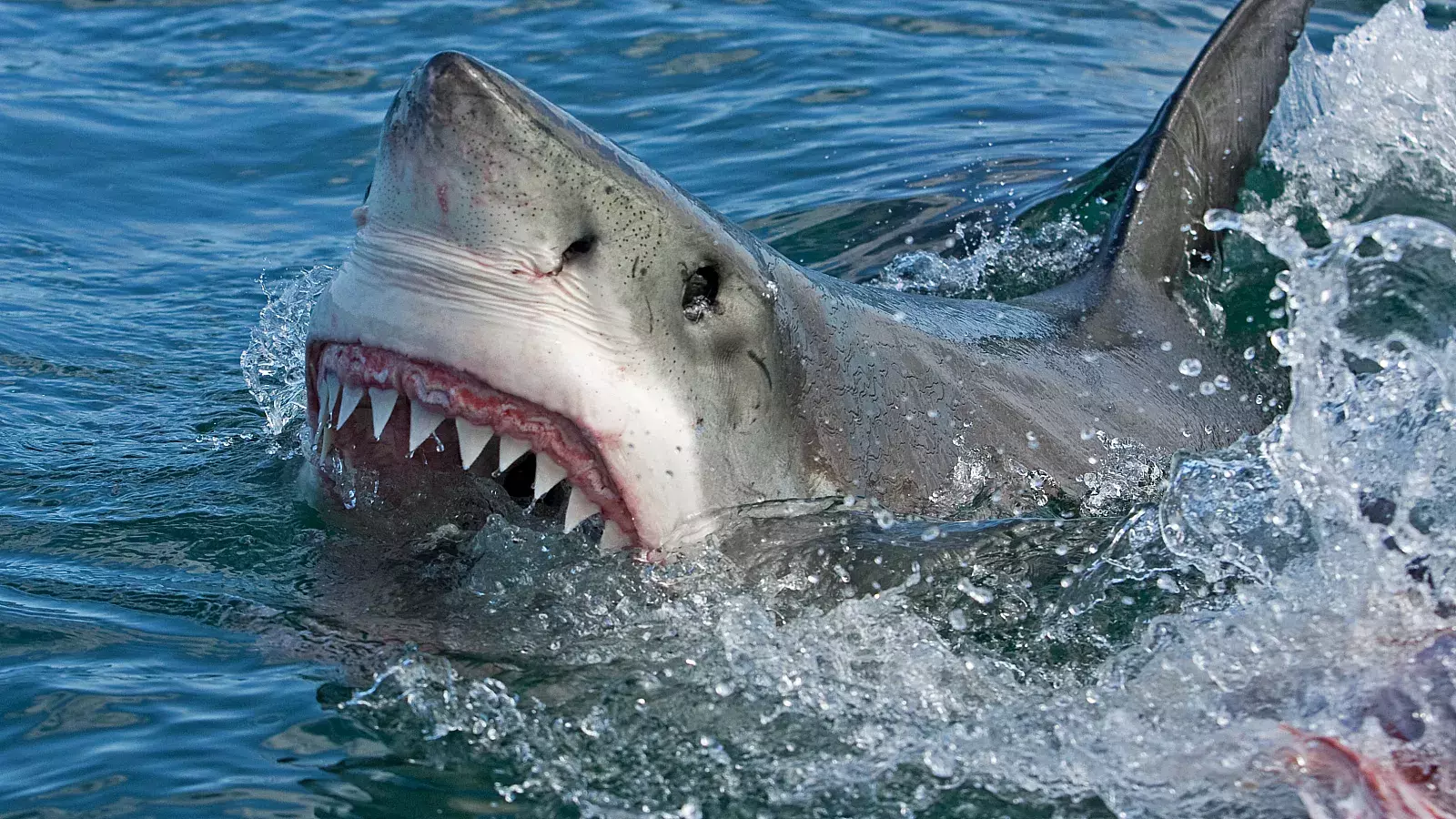 VIDEO: Niño de 12 años captura tiburón blanco de 700 libras en Florida