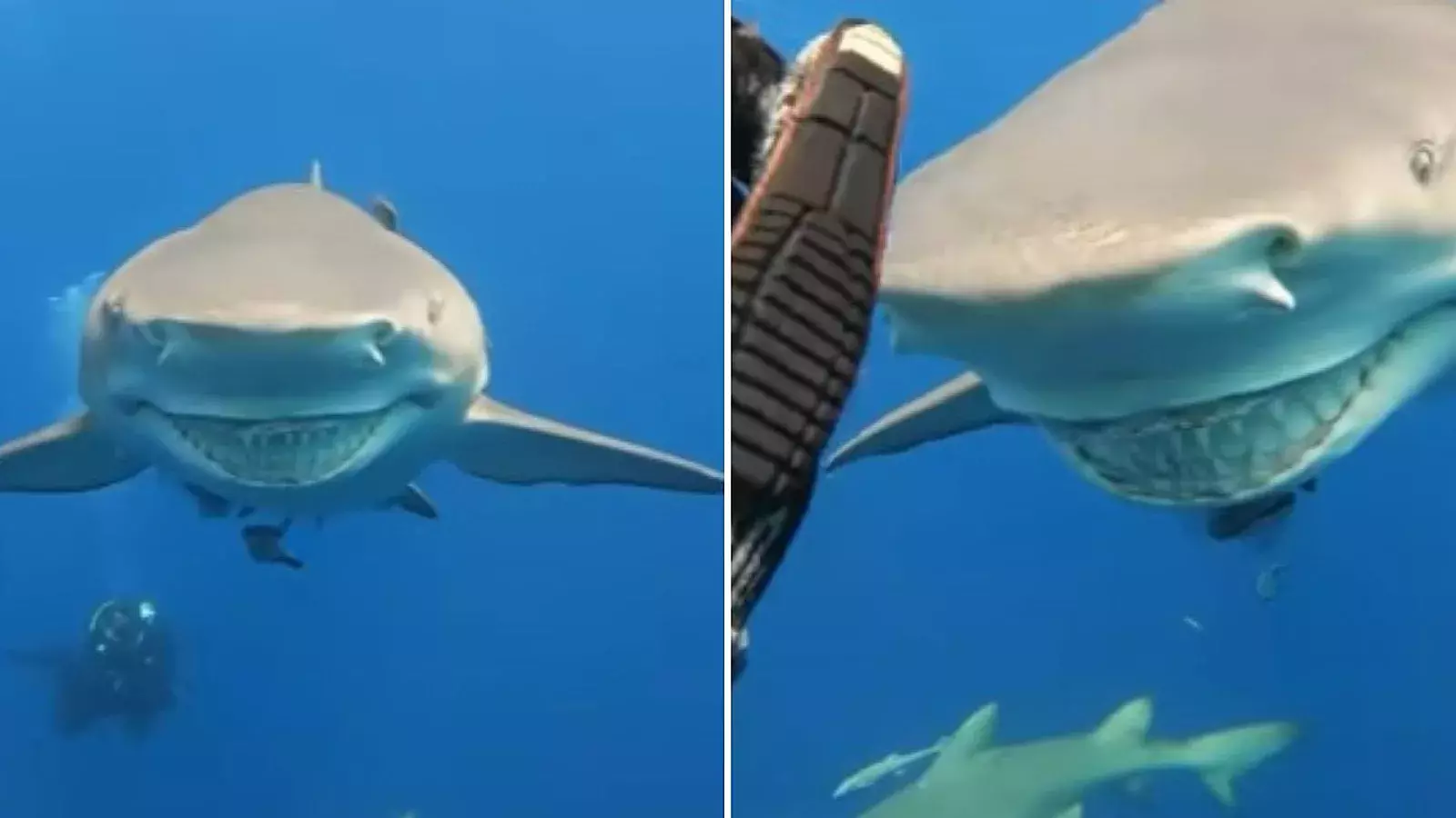 VIDEO: Tiburón con una enorme “sonrisa” se acerca a buzo que graba el increíble momento