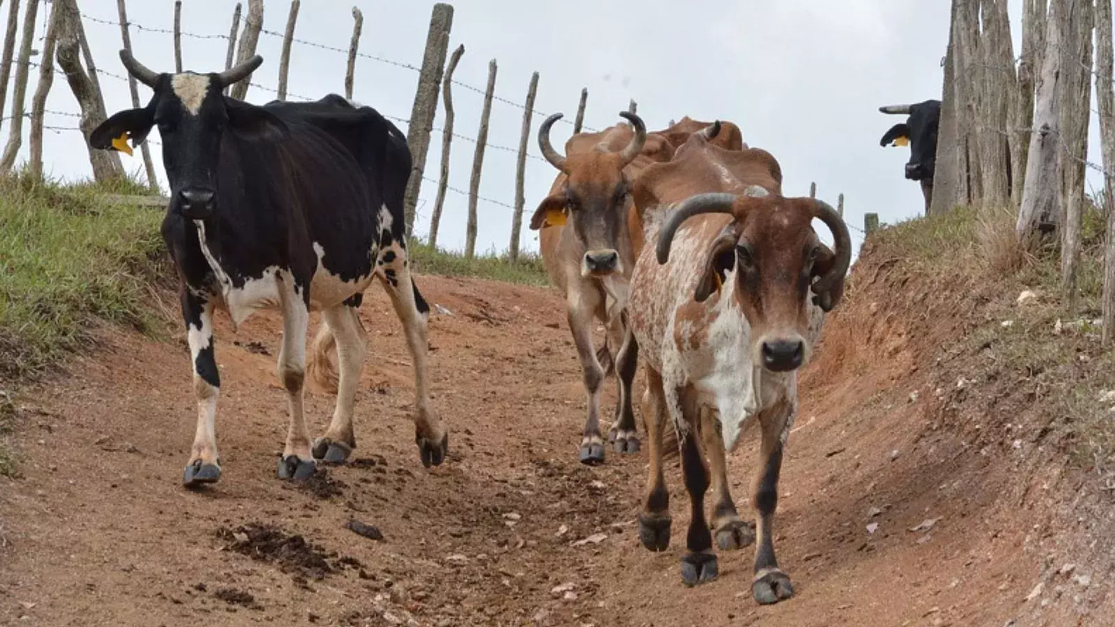 Aumentó en 2022 el índice de mortalidad en bovinos y terneros, debido a procesos de desnutrición