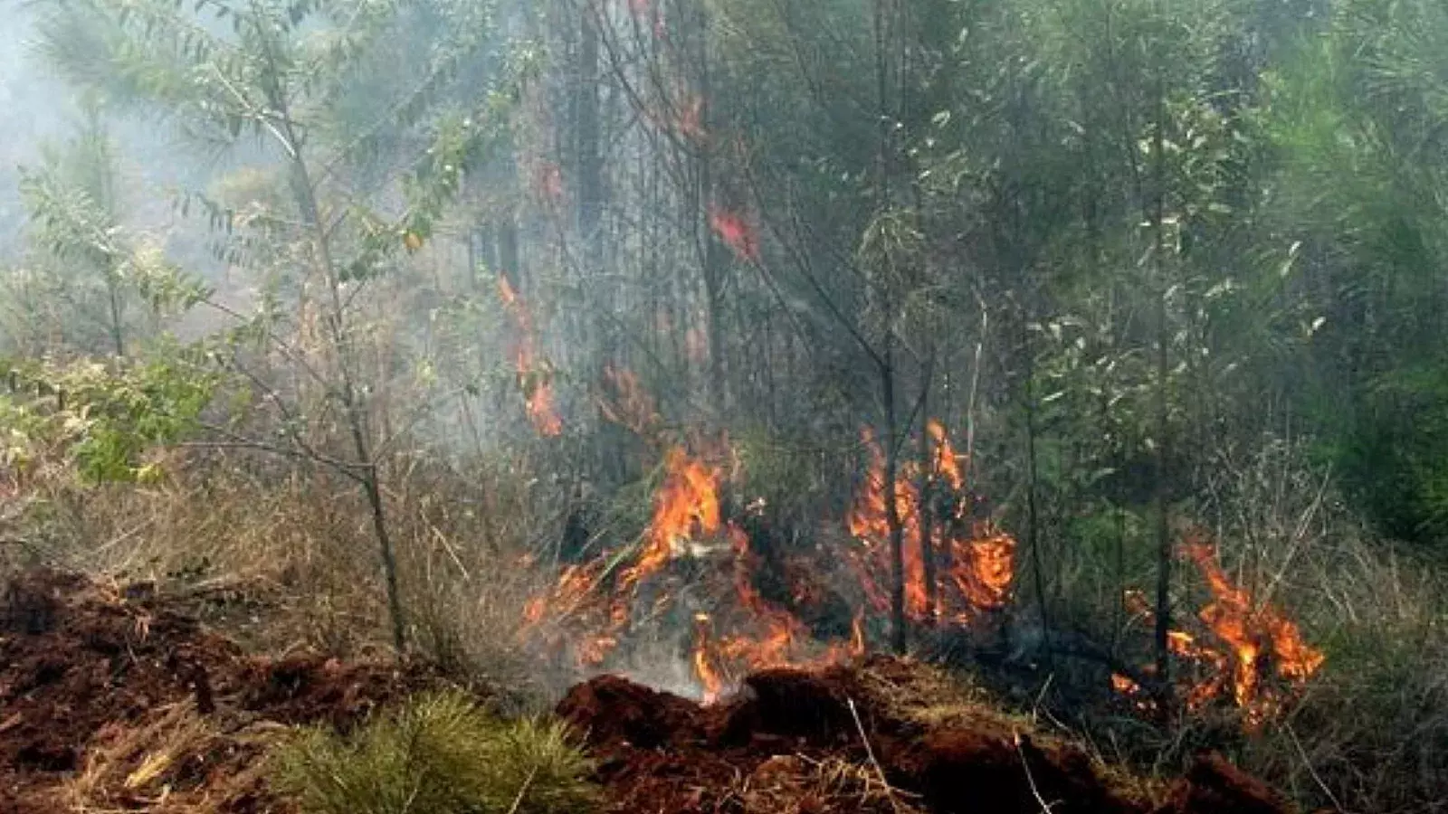 Incendio Forestal en Mayarí, Holguín