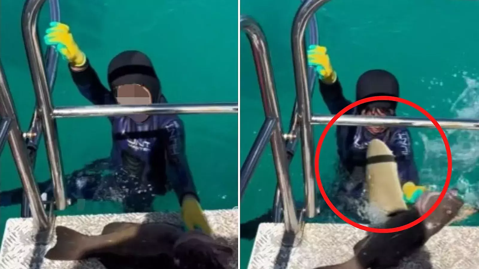 ¡TREMENDO SUSTO! Tiburón muerde a niño de 8 años mientras pescaba con su padre (Video)
