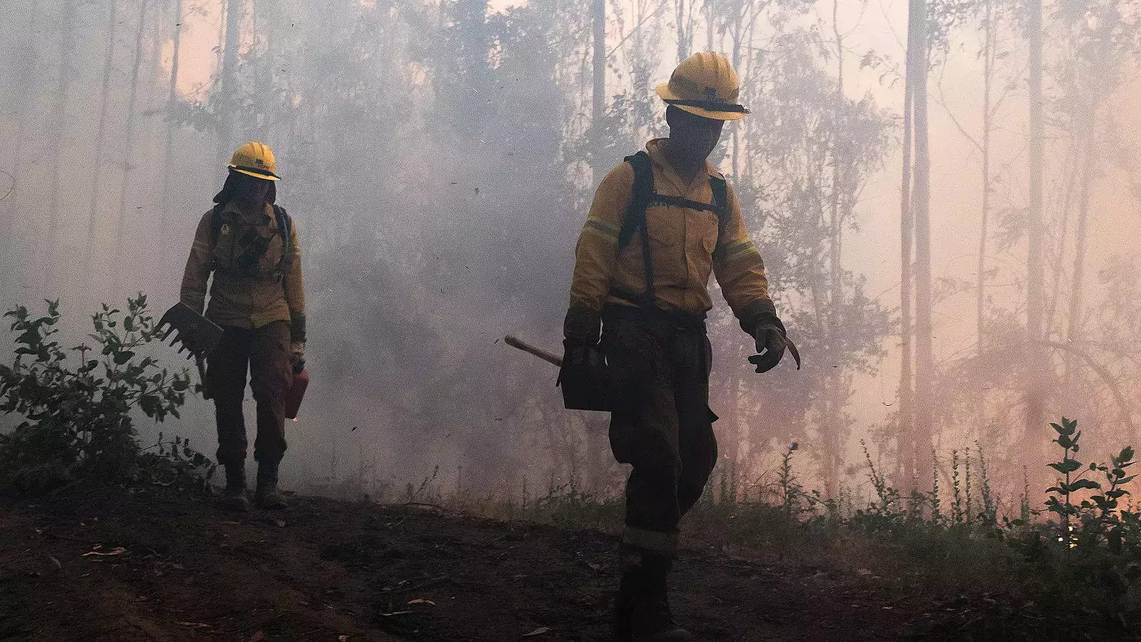 Se eleva a 16 el número de muertos en los incendios forestales de Chile