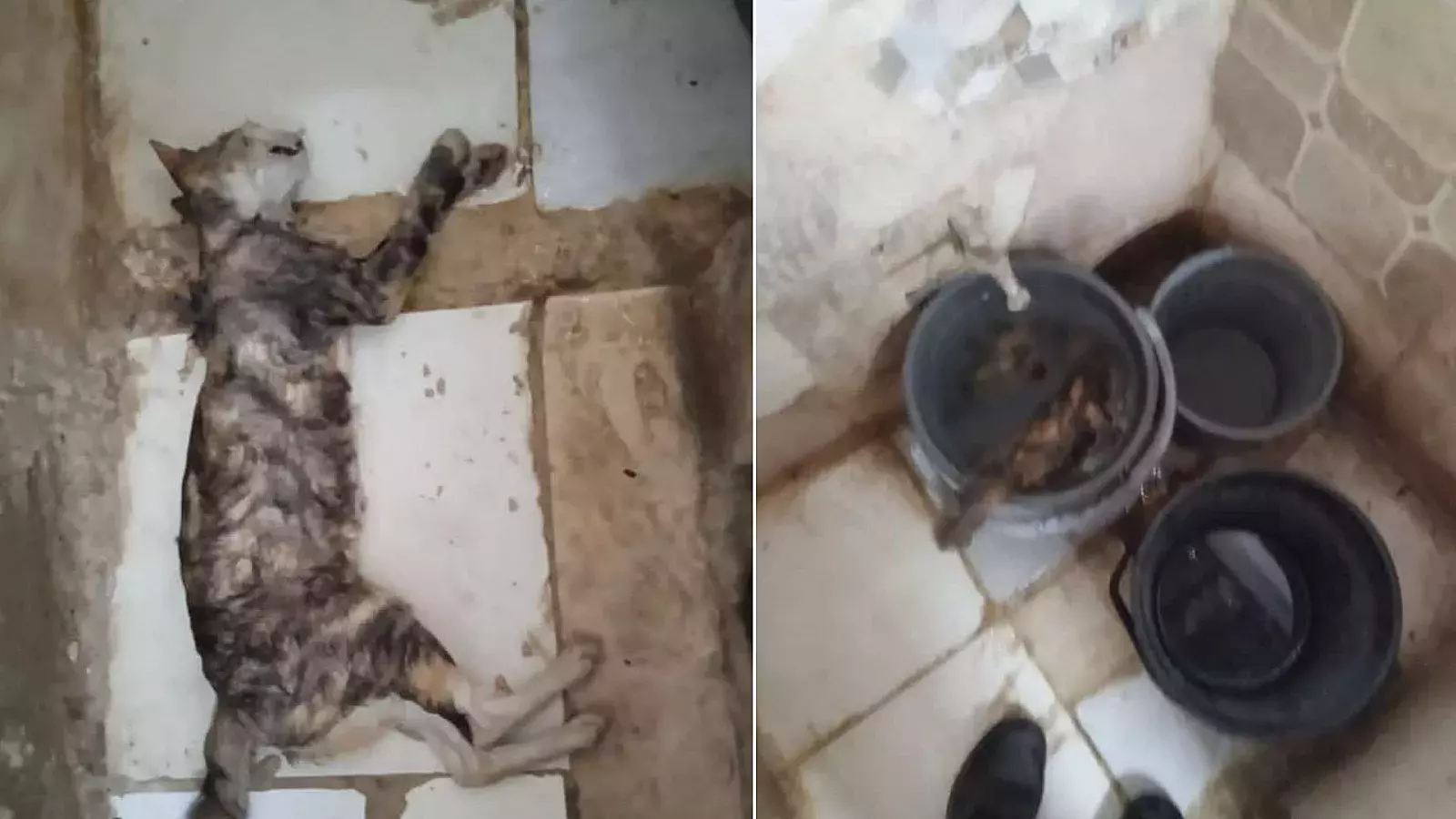 Denuncian otro caso de maltrato animal en La Habana